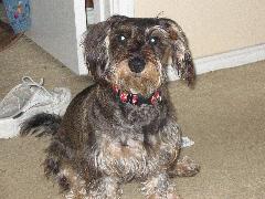 BuddyBoy Oct 2004.jpg